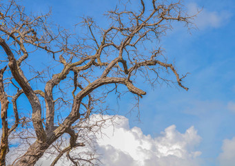 Branch of Dead tree on background blue sky with cloud
