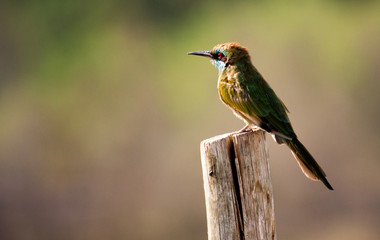 Green bee-eater perched on a post