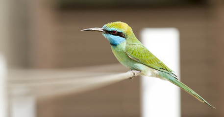 Green bee-eater