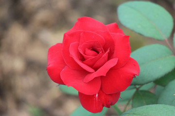 Red rose is blooming in May to welcome brighten the days
