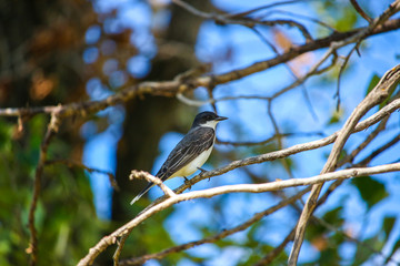 Kingbird