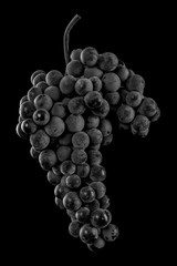 Berries of dark bunch of grape with water drops in low light isolated on black background