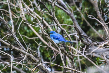 Mountain bluebird