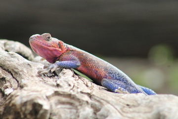 Rainbow agama lizard