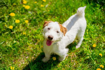 Jack Russell Terrier playing outside