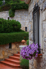 petunias in pots hung on the window of a stone house
