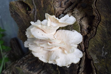 Hongo en tronco de un árbol