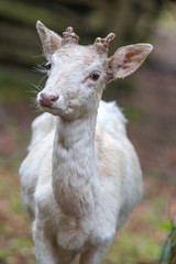 Weißer Dammhirsch (Dama dama)