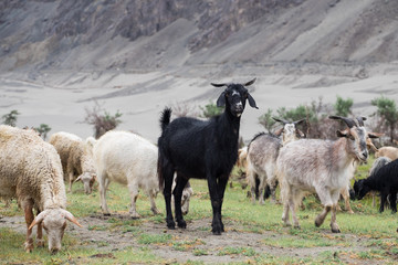 black goat