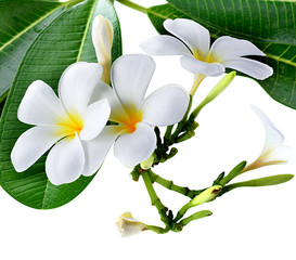 Fototapeta premium frangipani flower isolated white background