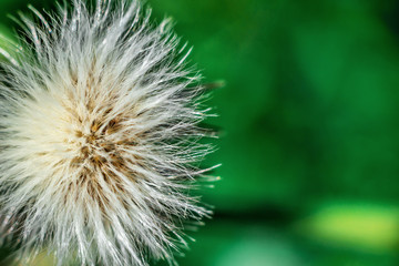 Macro of a dandelion