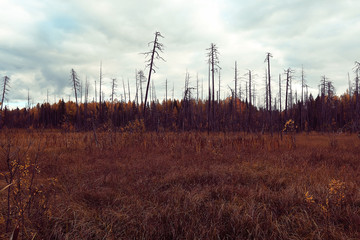 Naklejka premium background autumn forest landscape