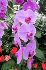 nice orchid growing in a garden in Thailand