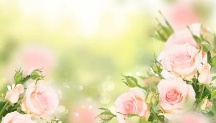Rolgordijnen Pink blooming fresh roses with buds posy in green garden banner © neirfy
