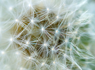 ripened dandelion on a green background, in bright sunny day