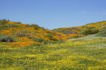 Lots of wild flower blossom at Diamond Valley Lake