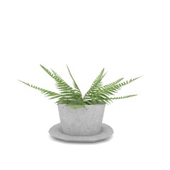 fern on isolated white in 3D rendering