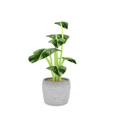 Fototapeta na wymiar houseplant in green on isolated white in 3D rendering