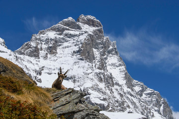 Cucciolo di stambecco e Cervino (Matterhorn)