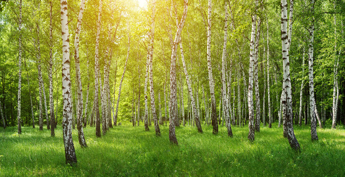 Panorama of birches forest with sun shine