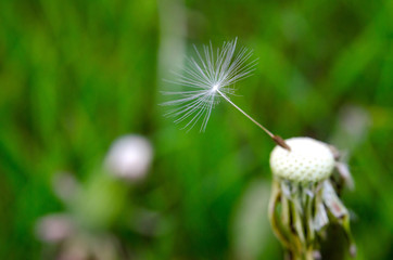 last seeds on a dandelion, on a green background