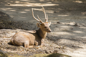 Deer with antlers sitting on the ground