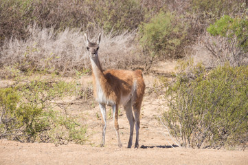 Wildes Guanako entlang der Routa 40