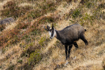 Gämse im Herbst, Schweizer Alpen