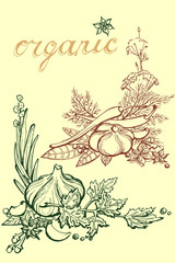 Sketch vector set of spices for pickles for restaurant menu, sketch in line by hand