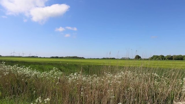 Wehende Wildkr&auml;uter am Feldrand