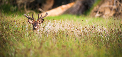 Red deer stag hiding in the tall grass