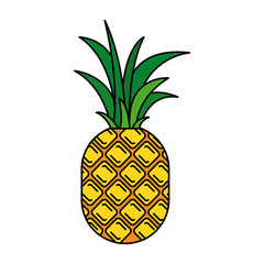 colorful silhouette with pineapple fruit vector illustration