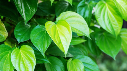 Fototapeta na wymiar Piper betle leaf for a background.