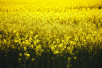 Obraz premium Field of yellow flowering rapeseed plants with recently ploughed brown field in background. A green field sown with grain evening time.