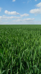 Green meadow with blue sky at springtime vertical