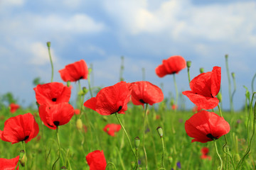 red poppy flowers
