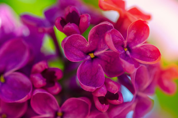 bright, solar lilac background. Lilac flowers