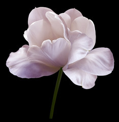 Pink  flower tulip on black isolated background with clipping path. Close-up.  no shadows. Shot of...