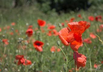 field of red poppies