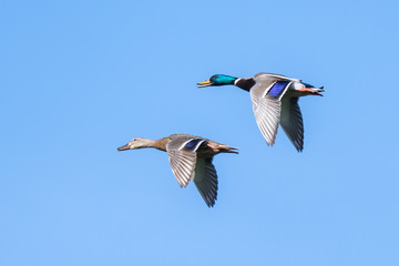 Stockente (Anas platyrhynchos) Enten Paar fliegt über den Teich
