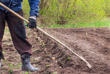The man rakes the ground with rakes. Planting potatoes
