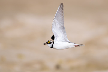 Flussregenpfeifer (Charadrius dubius) fliegend