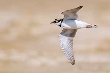 Flussregenpfeifer (Charadrius dubius) im Flug