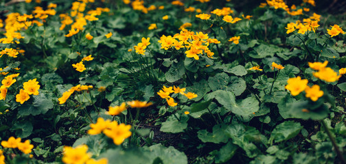 Fototapeta na wymiar Yellow flowers on a dark green blurred background.