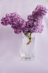 Веточки сирени в стеклянном стакане с гранями на сиреневом фоне. 