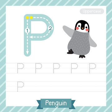 Letter P uppercase tracing practice worksheet with penguin for kids learning to write. Vector Illustration.