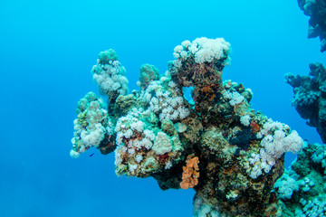 Coraya Bay house reef