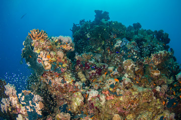 Fototapeta na wymiar Reeflife