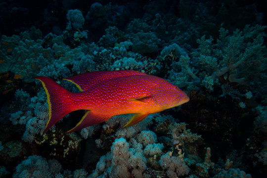Yellow-edged lyretail, Lyretail grouper or Caramel cod (Variola louti)
