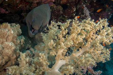 Giant Moray Eel